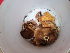 Гриб из Тараз