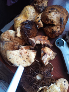 Гриб из Тараз