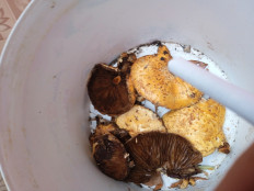 Гриб из Тараз