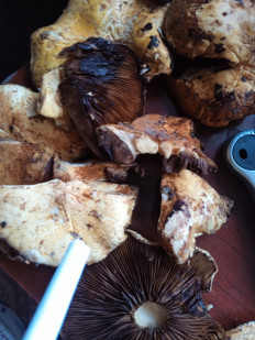 Гриб из Тараз