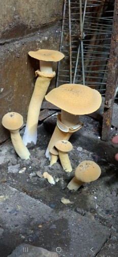 Гриб из Мурманск