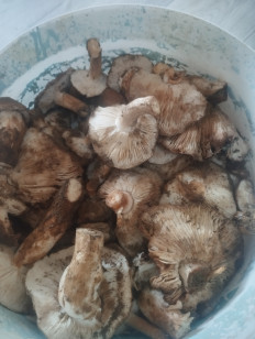 Гриб из Волгоград