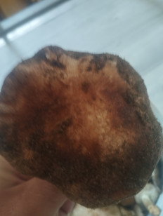 Гриб из Волгоград