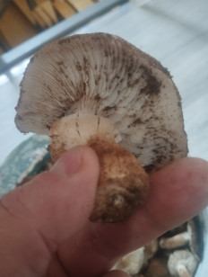 Гриб из Волгоград