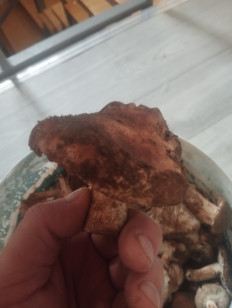 Гриб из Волгоград