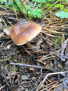 Гриб из Саратовская область