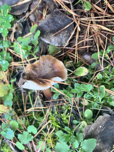 Гриб из Саратовская область