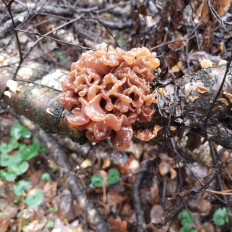 Гриб из Мытищи