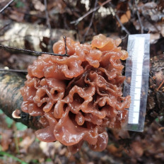 Гриб из Мытищи