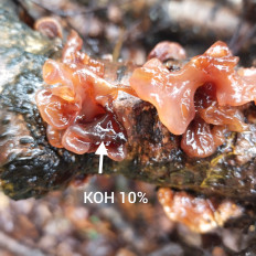 Гриб из Мытищи