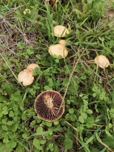 Гриб из Евпатория