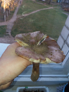 Гриб из Барановичи