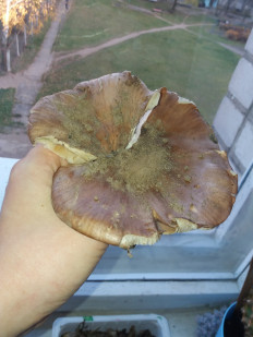 Гриб из Барановичи