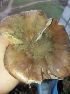 Гриб из Барановичи