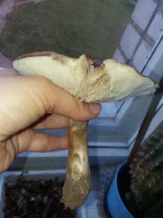 Гриб из Барановичи