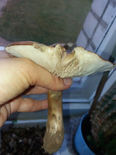 Гриб из Барановичи