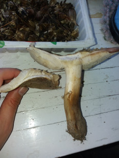 Гриб из Барановичи