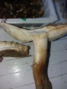 Гриб из Барановичи