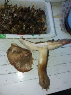 Гриб из Барановичи