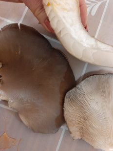 Гриб из Пензенская область