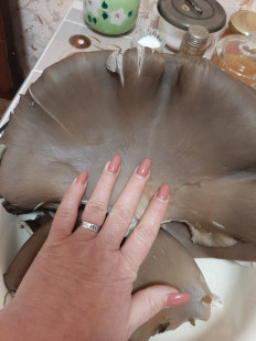 Гриб из Пензенская область