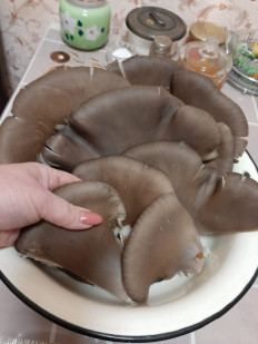 Гриб из Пензенская область