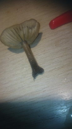 Гриб из Кинель, Самарской