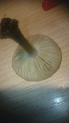 Гриб из Кинель, Самарской