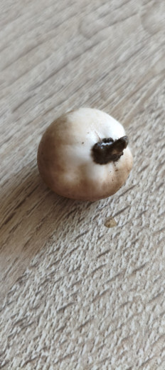 Гриб из Керчь