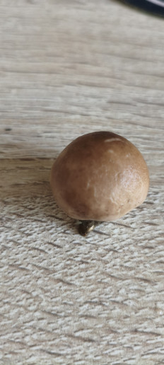 Гриб из Керчь