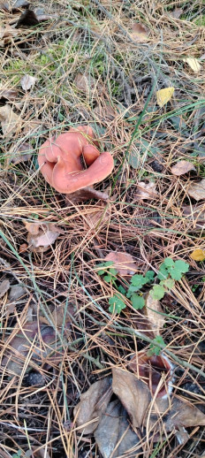 Говорушка перевёрнутая