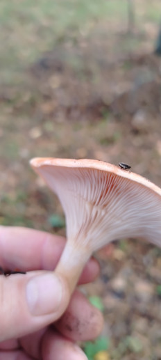 Говорушка перевёрнутая