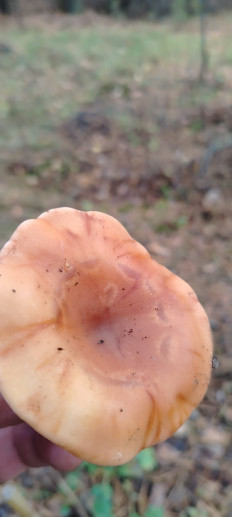 Говорушка перевёрнутая