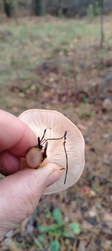 Говорушка перевёрнутая