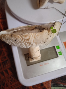 Гриб из Волгоград