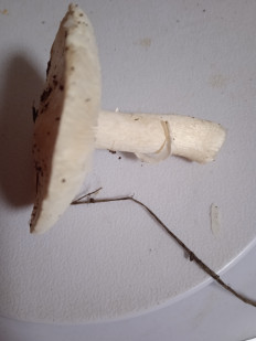 Гриб из Волгоград