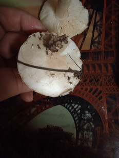 Гриб из Волгоград