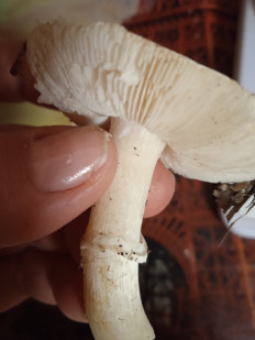 Гриб из Волгоград