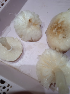 Гриб из Волгоград