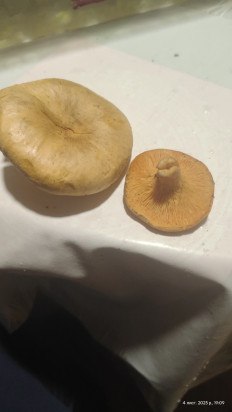 Гриб из Чернігівська область