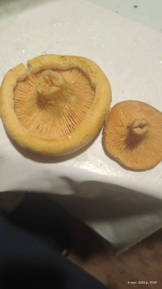 Гриб из Чернігівська область