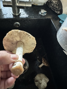 Гриб из Ростов-на-дону