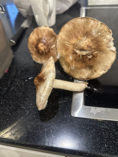 Гриб из Ростов-на-дону