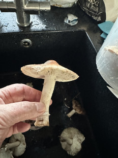 Гриб из Ростов-на-дону