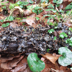 Гриб из Мытищи