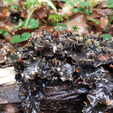 Гриб из Мытищи