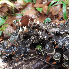 Гриб из Мытищи