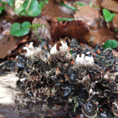 Гриб из Мытищи