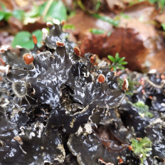 Гриб из Мытищи