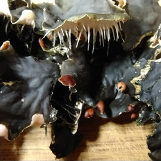 Гриб из Мытищи